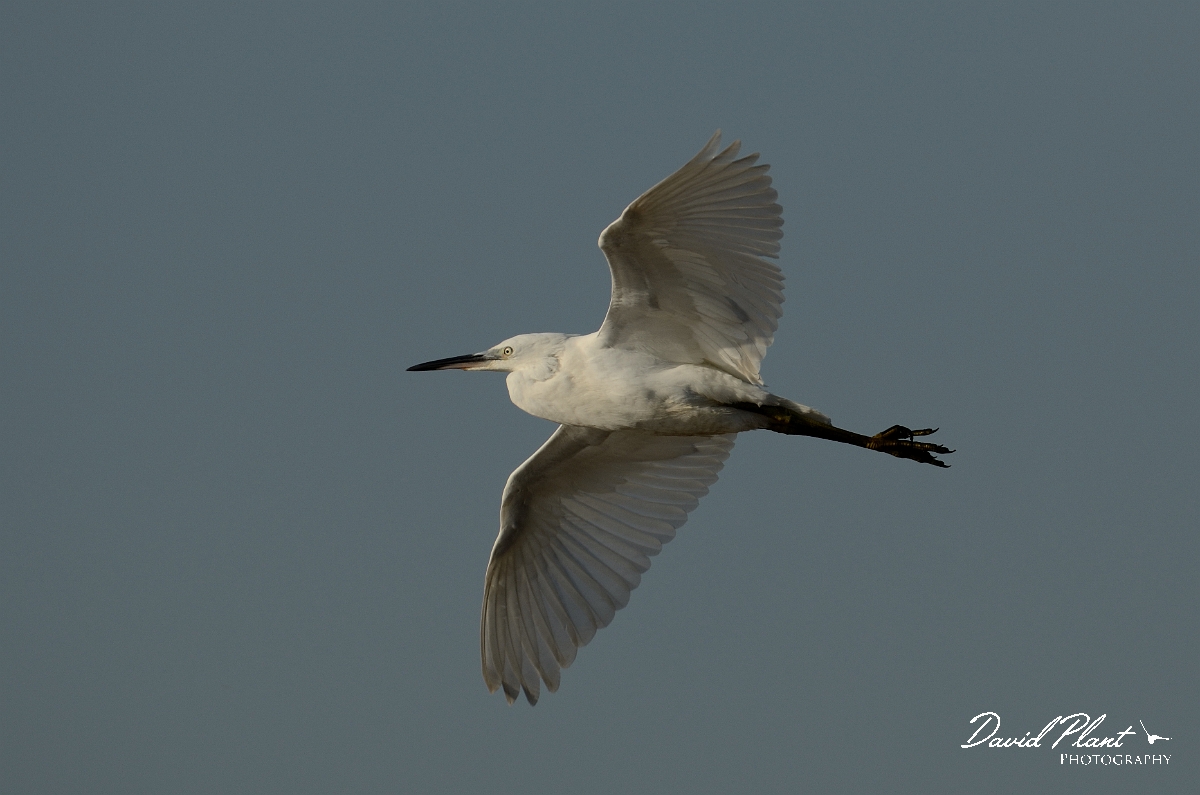 David Plant Photography - Wildlife Photography - Little egret - M.jpg - Little egret in flight - Suffolk